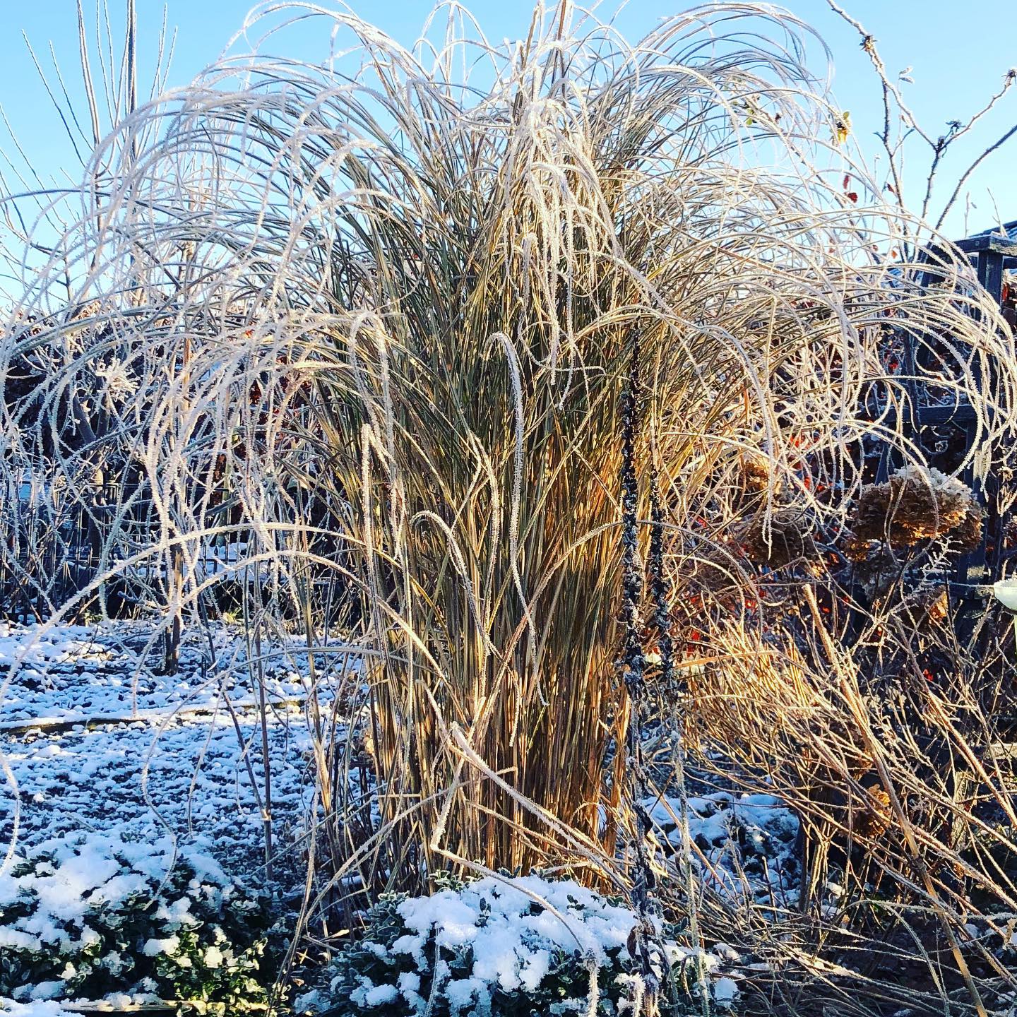 ELRFANTGRÆS • med rimfrost ❄️
•
#countrylivshave #mischanthussinensis #rimfrost #deterkoldtderude #denhvidehave