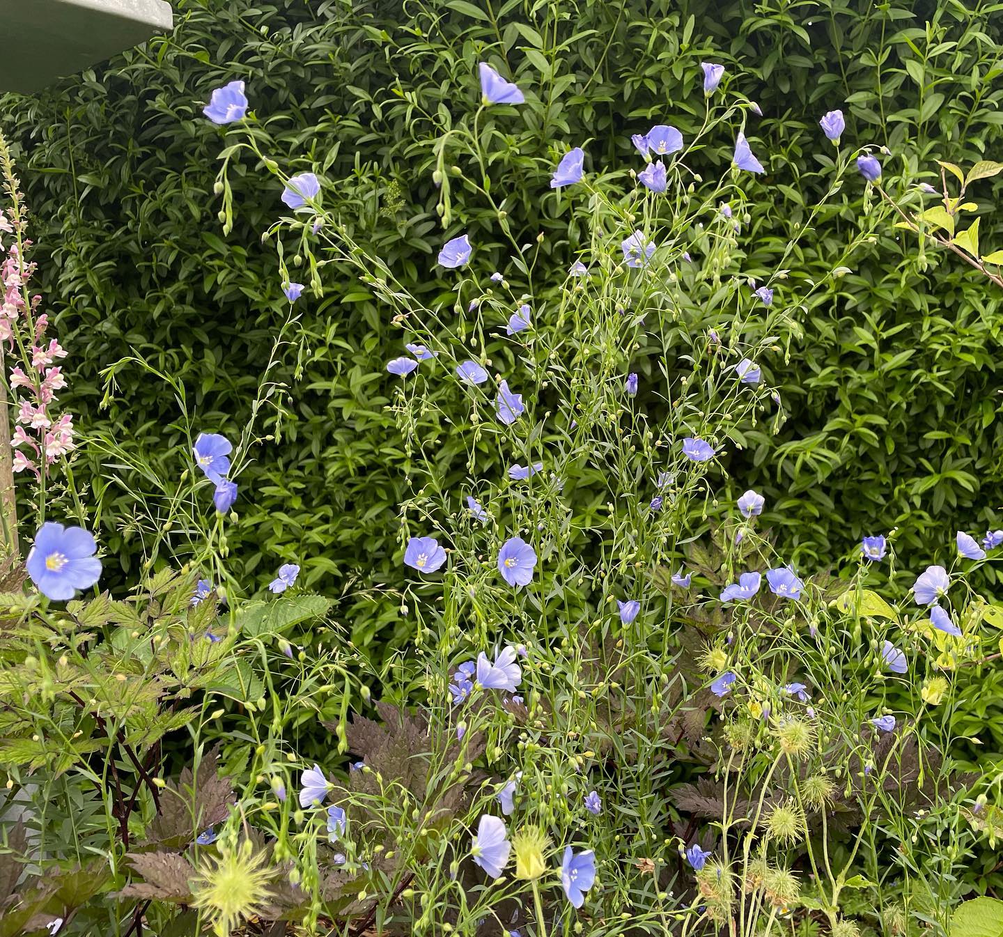HØR • flerårig er så fin med sine klare blå blomster. For to år siden fik jeg en enkelt lille spinkel plante og nu har jeg glæde af denne flok. 
•
#countrylivshave #fraenbarmark #blomster #blomsterihaven #hør #hørblomster #liniumusitatissimum #linium
