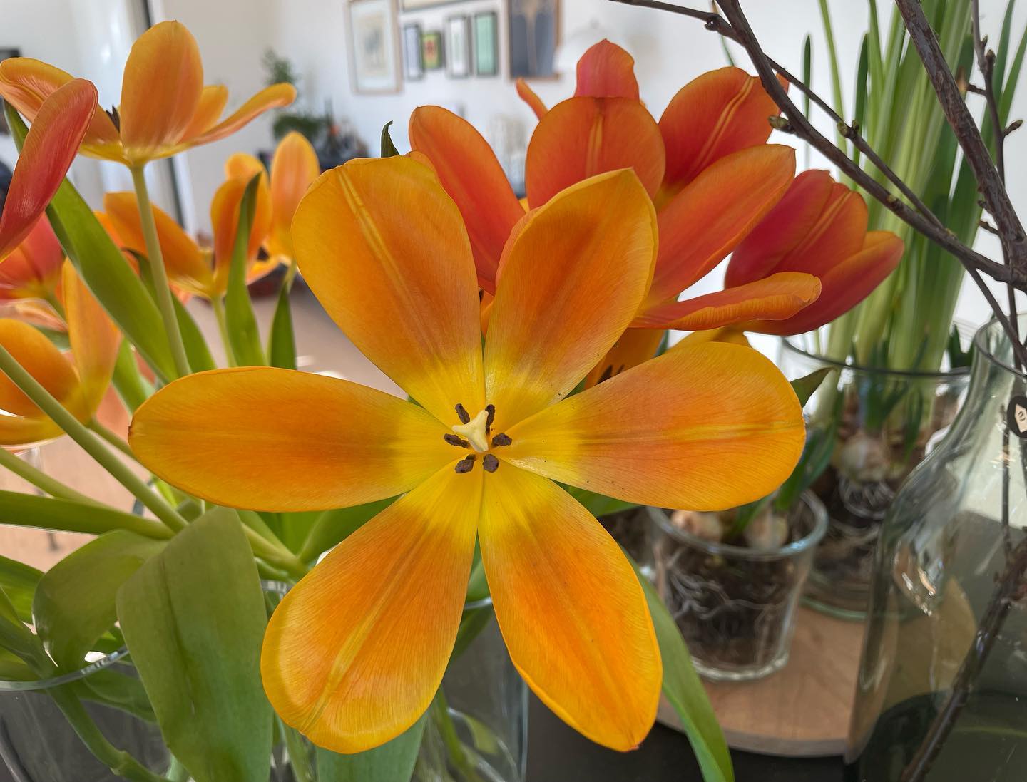 TULIPANER 🧡
•
#countrylivsliv #nårdetergråvejr #tulipaner